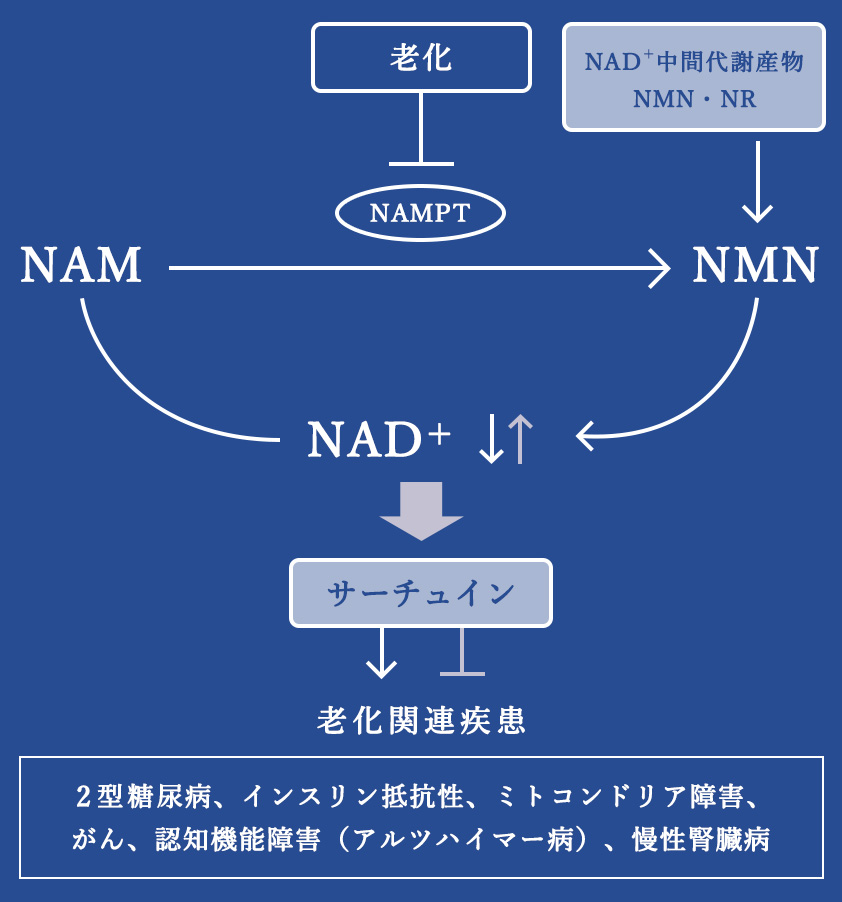 NMNの働きの図